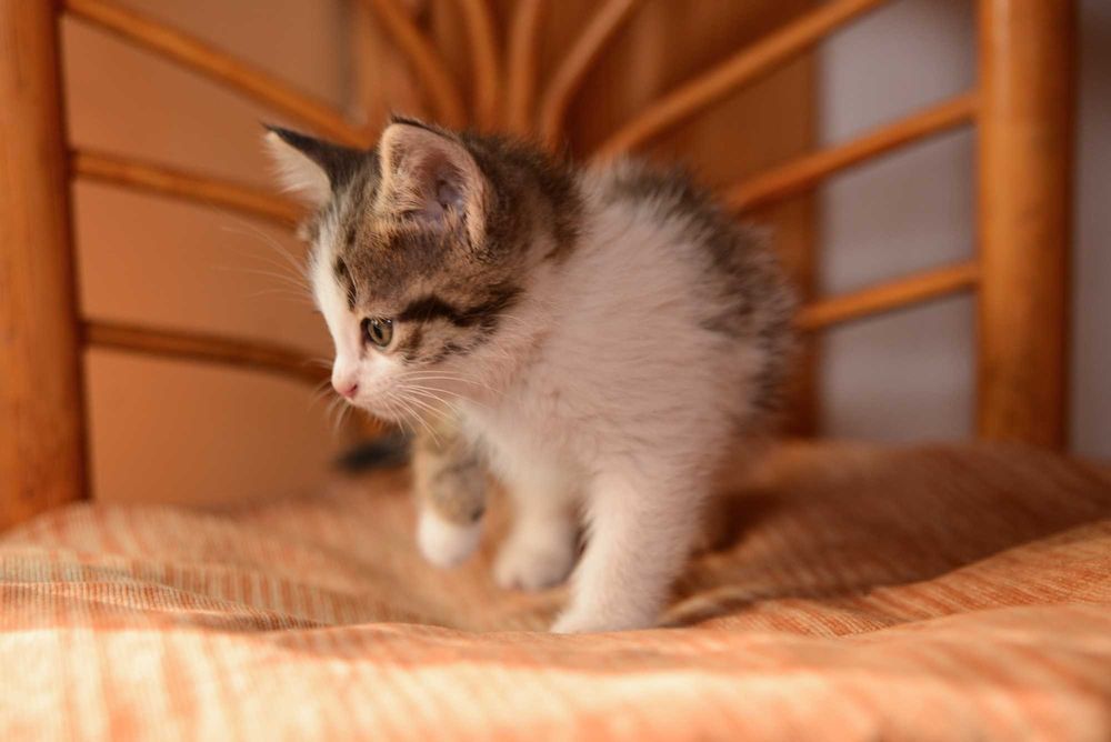 Котенок  девочка