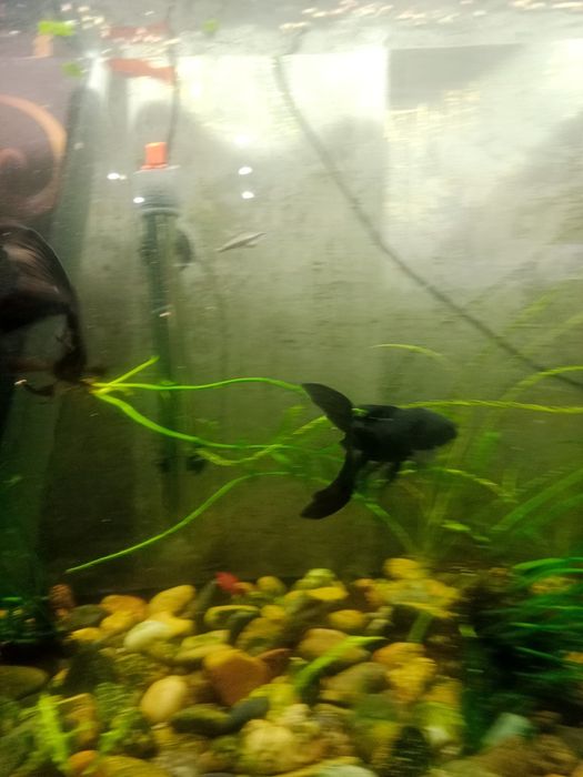 Аквариумные рыбки