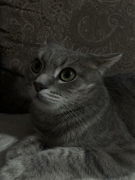 Кот мальчик имя томас возраст 5 лет