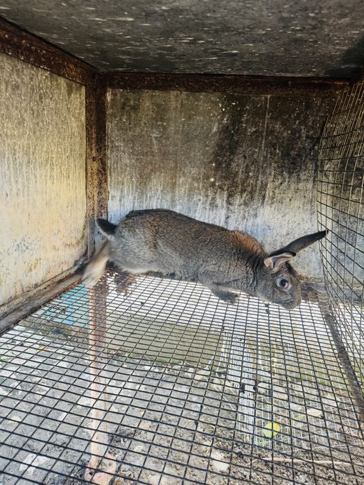 Продавам мъжки зайци