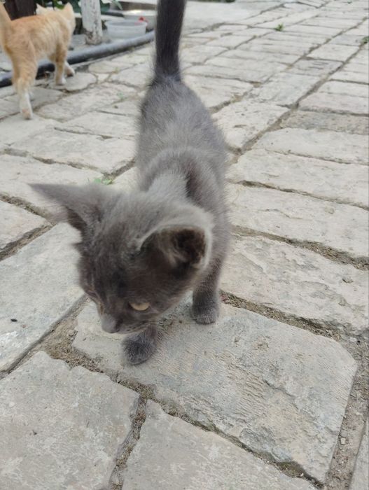 Mushukchalar ikkitasi oq va sariq bittasi qopqora bittasi seri safedi