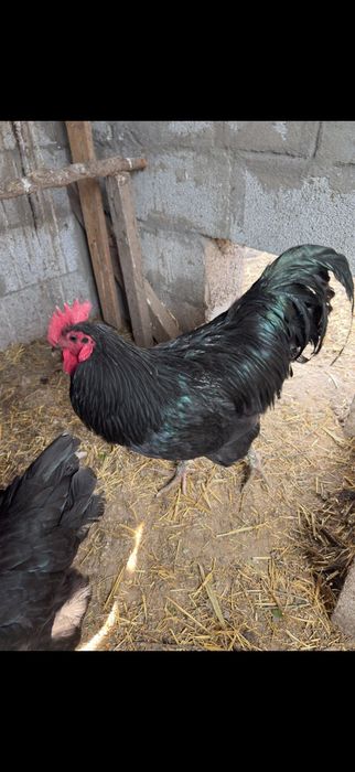 Петух Австролоп черный 1,5