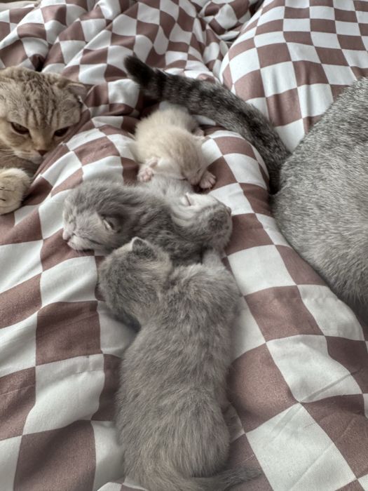 Шотландские котята бронь