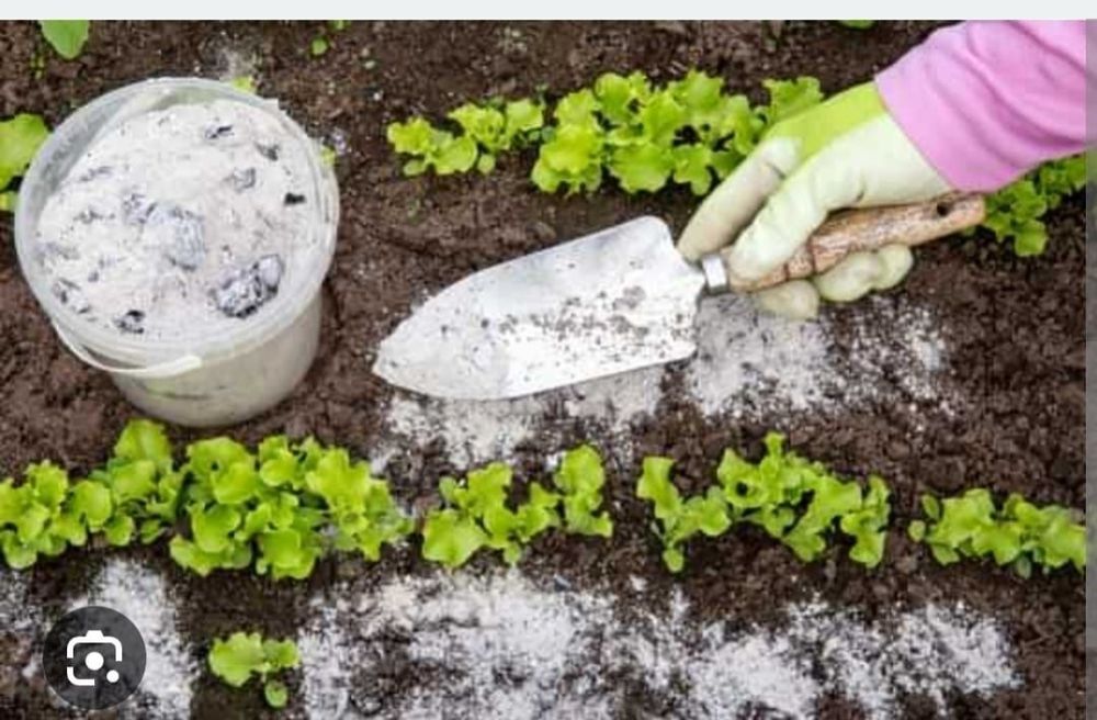 Când Cenușa Bio pentru Găini și Grădină