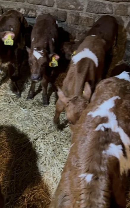 Телочки симинтальской породы