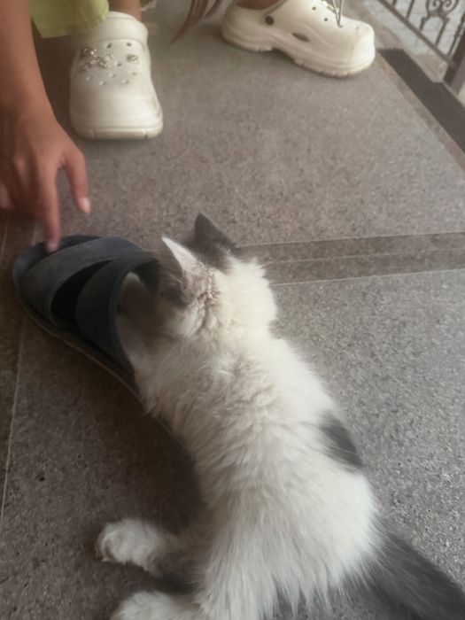 Котенок красивый сладкий