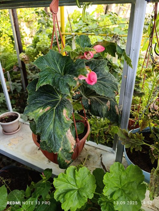 Продам комнатные цветы