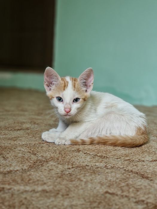 ADOPȚIEE – 2 femele+1mascul
