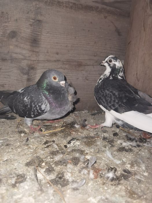 Vand sau schimb galateni