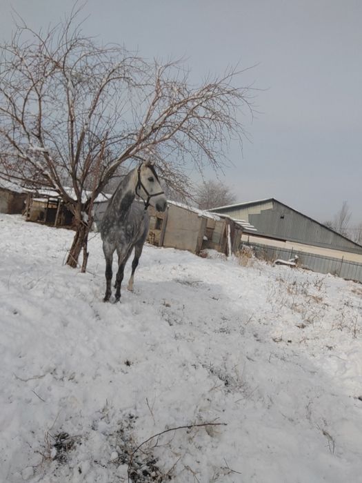 6 лет аигвр дорога