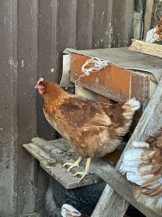 Продам куриц Ломан Браун