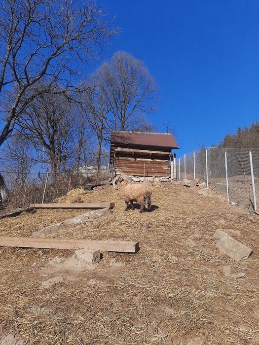 Vand berbecuț bucalau