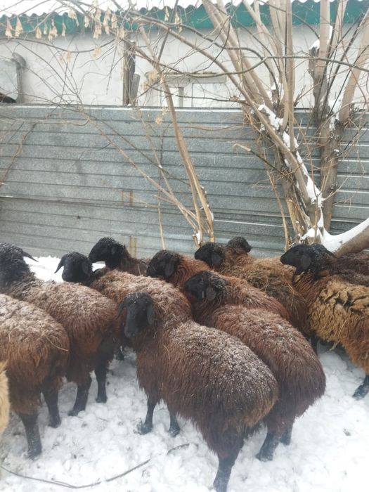 Продам баран в городе