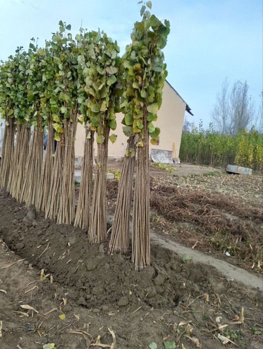 Terak koʻchat sotiladi