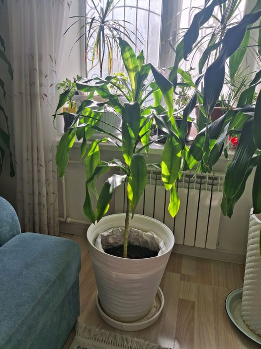 Продам домашную пальму