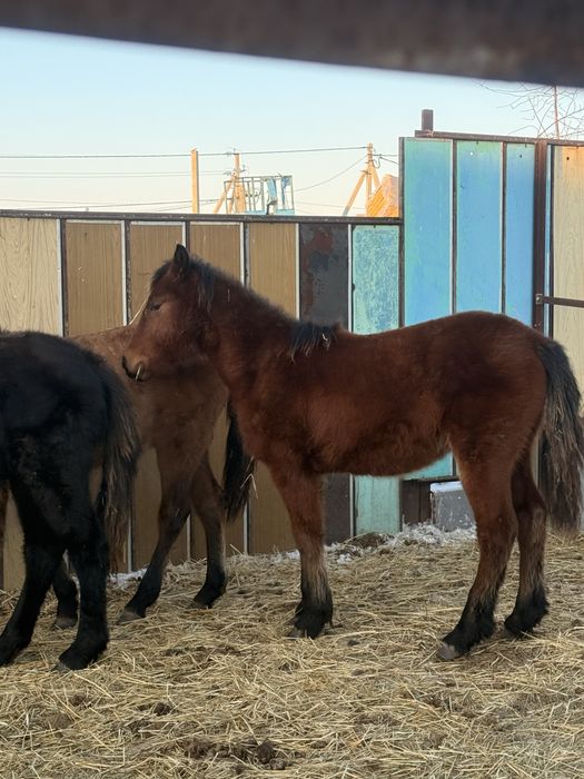 Продам жеребят на согым