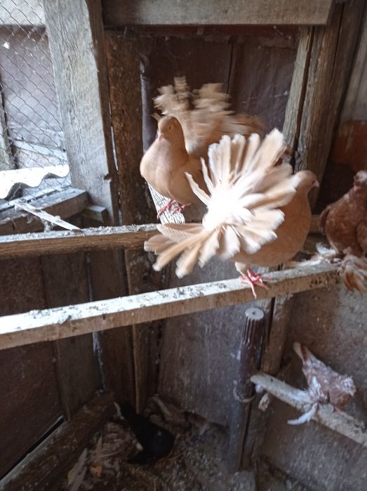 Голубь павлин молодой