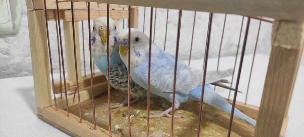 Продаётся пара волнистих попугаев