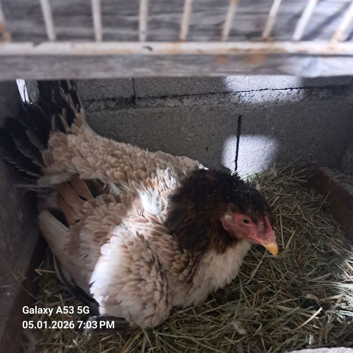 Продам квочку Крупная