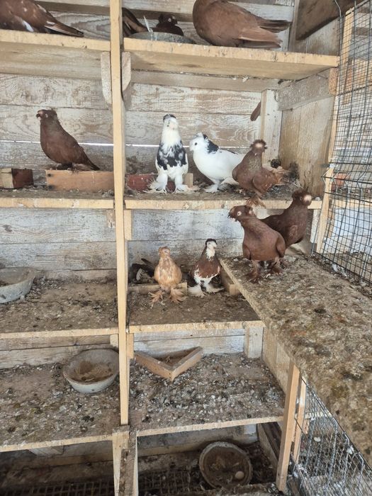 Jucatori de botosani