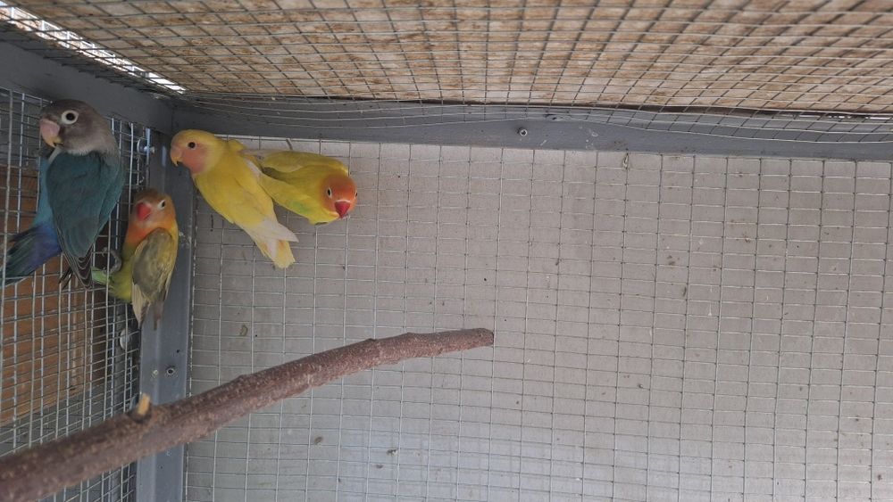 Попугаи неразлучники