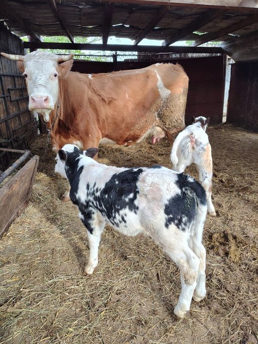 Vaca bălțată cu vitei belga