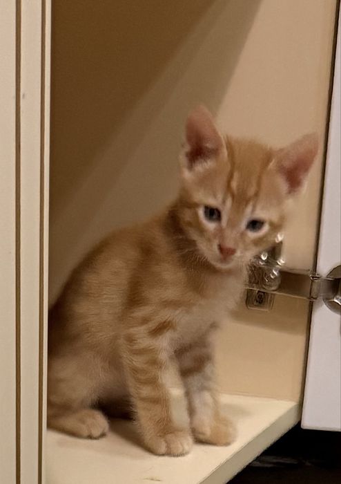 Котята серенькие милашки