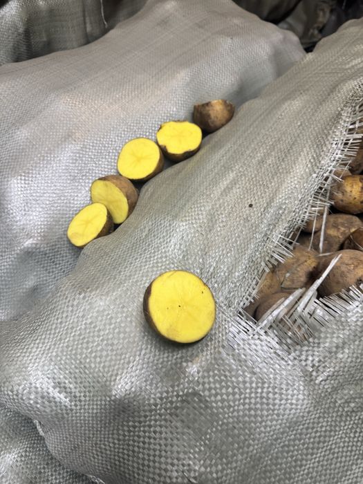 Картофель тендреный