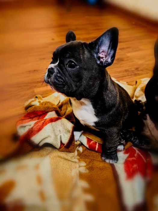 Френски булдог ,момчето и момиче.