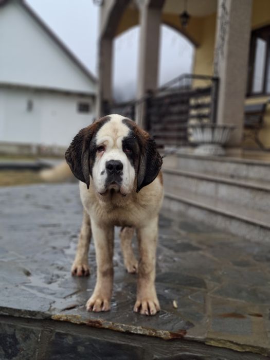 Femela de Saint Bernard cu Pedigree