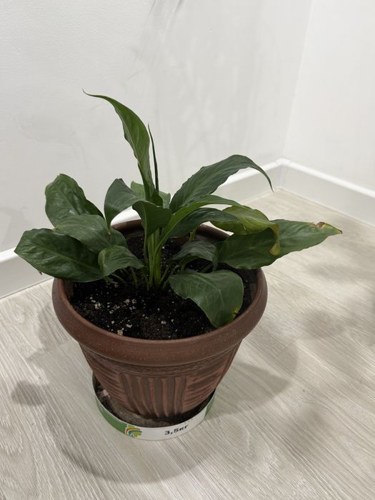 Продам комнатные растения