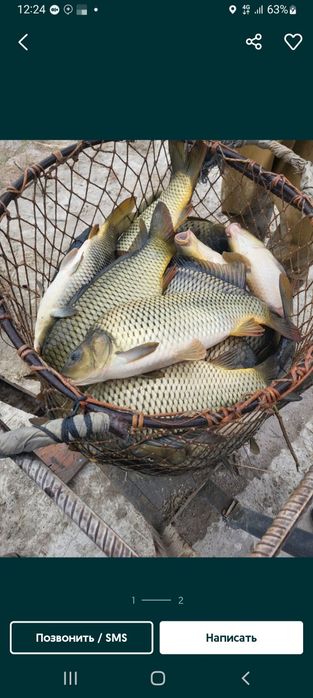 Балик доставка . Живая и  жаренная