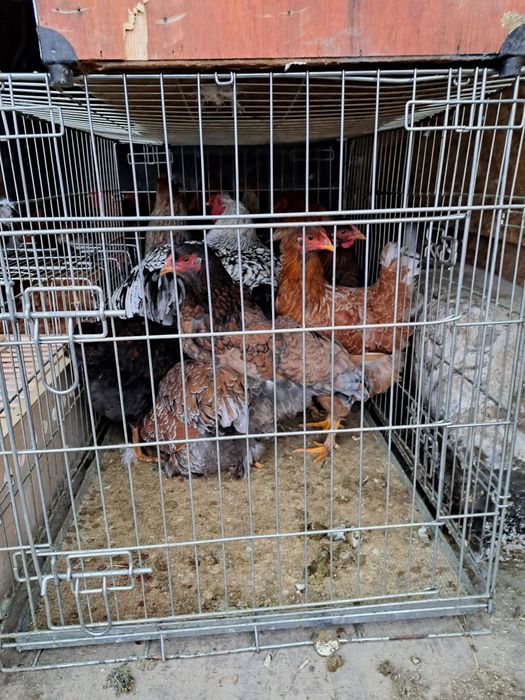 Găini de vanzare wiandote