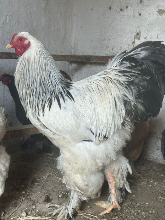 Куры породы брама