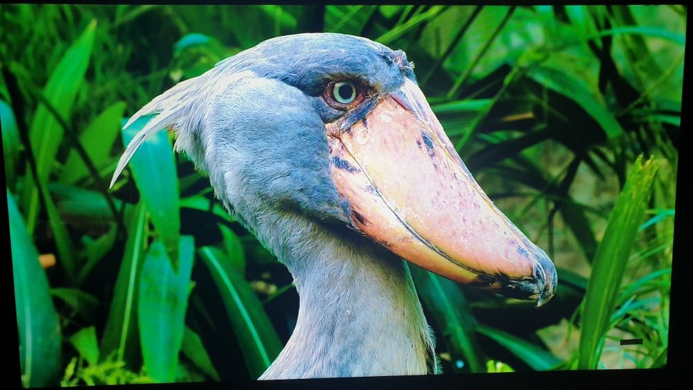 Samsung SMART Q90 55S webOS TV  .