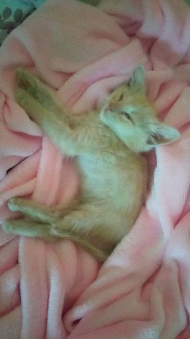 Отдам котенка в хорошие руки