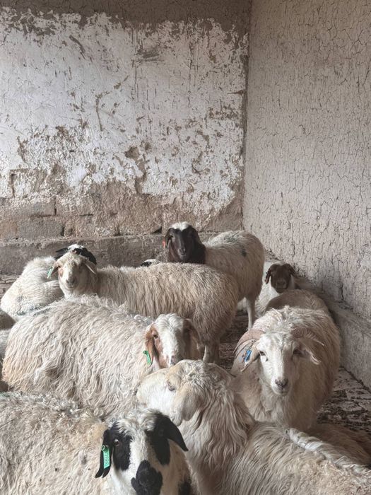 Qoyla Sotiladi Mongoliyaniki srochno