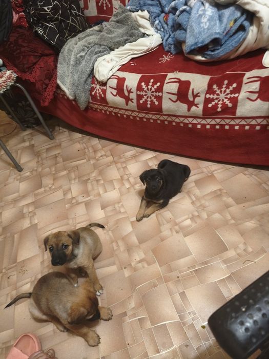 Отдам щенков в любищие руки