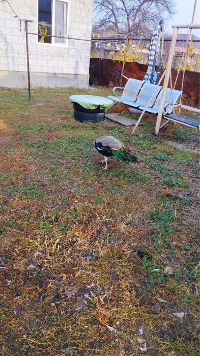 Павлины. 2 самца и 1 самка.