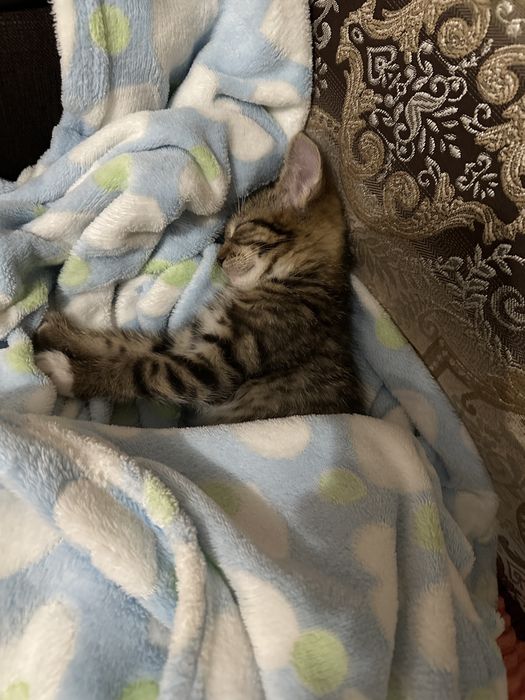 Отдам котенка мальчик