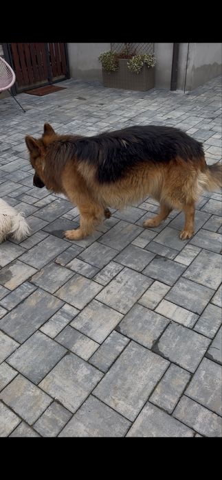 Ciobanesc german si bichon