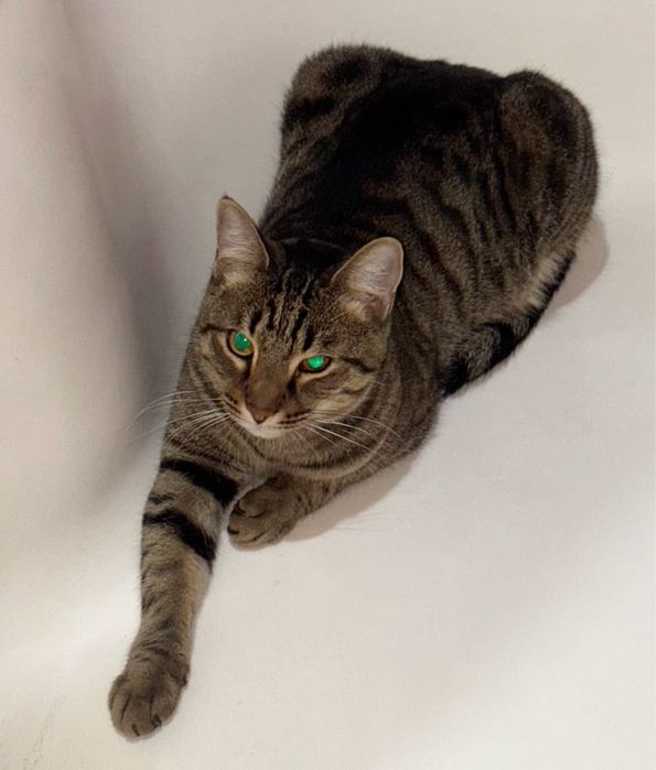 ! ПРОПАЛ КОТ ! Помогите найти !