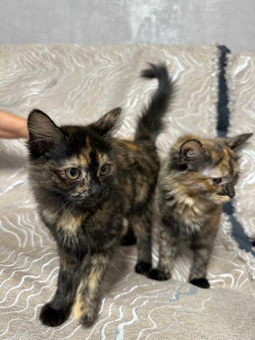 Отдам котят в хорошие руки