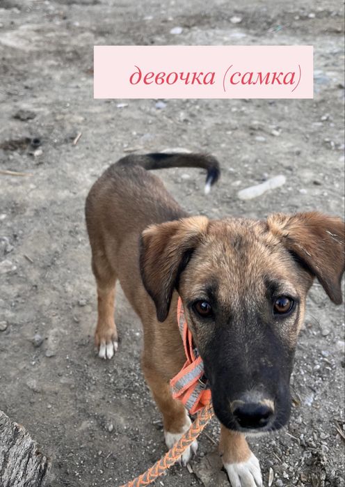 Продам двух щенков
