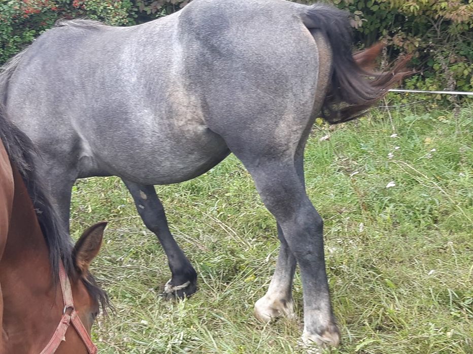 Vand manz de un an si 2 luni manzu nu are nici un defec