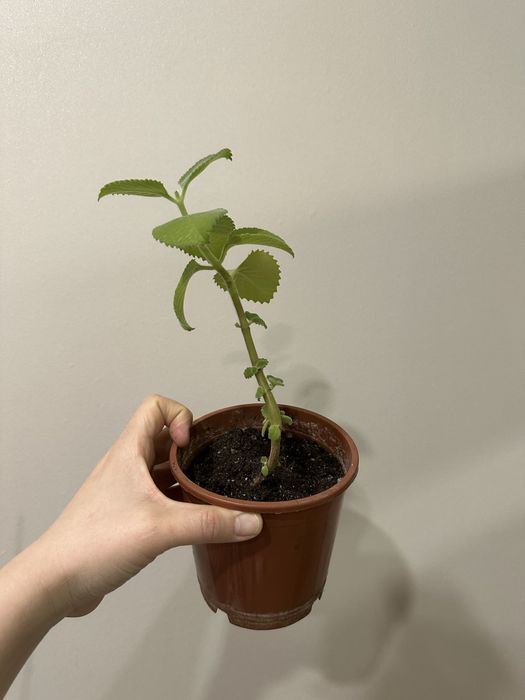 комнатная мята (плектрантус)