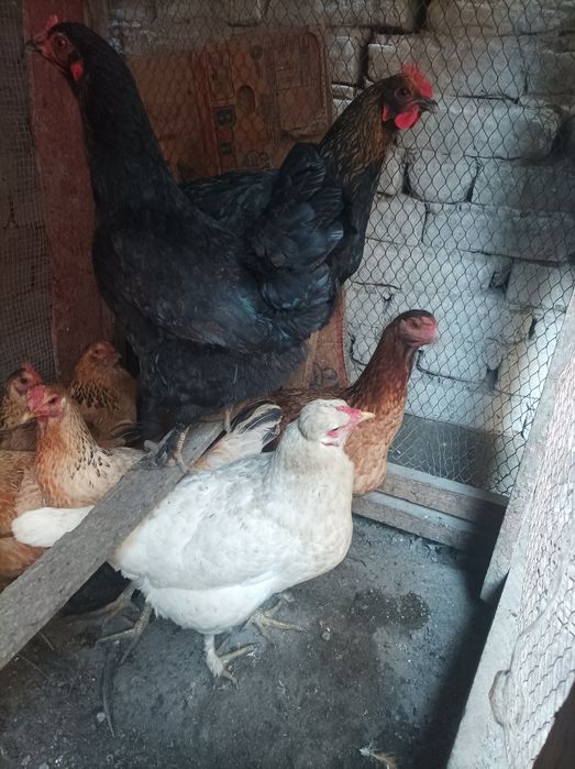 Tovuq xo'rozla sotiladi