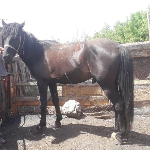 Продаю КРС, лошадь