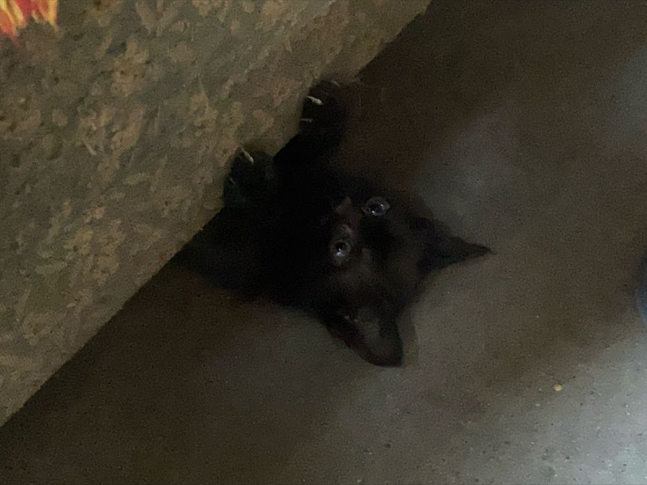Котенок 1,5 месяца