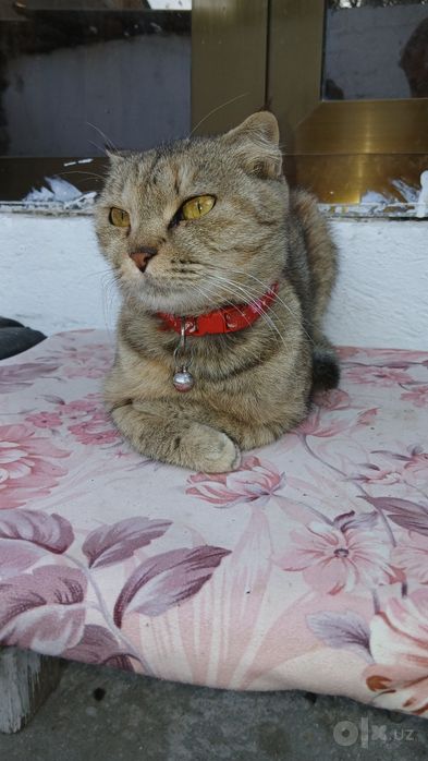 Кошка в добрые руки